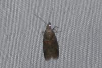 Acrobasis bithynella