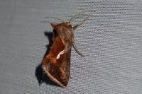 Macdunnoughia confusa
