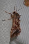 Macdunnoughia confusa