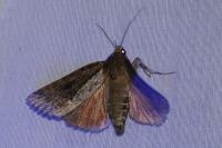Amphipyra pyramidea/Amphipyra berbera