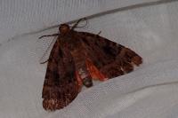 Amphipyra pyramidea/Amphipyra berbera