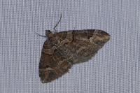 Catarhoe basochesiata