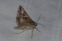 Autographa gamma