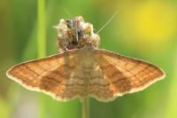Idaea ochrata