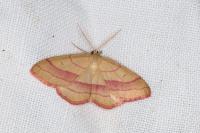 Rhodostrophia vibicaria
