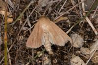 Mythimna pallens
