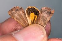 Noctua janthe