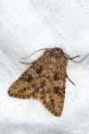 Anarta pugnax