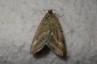 Pyrausta aerealis