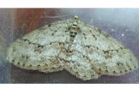 Ectropis crepuscularia