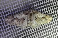 Agriopis leucophaearia