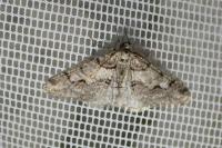 Agriopis leucophaearia