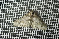 Agriopis leucophaearia
