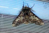 Biston strataria