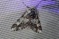 Biston strataria