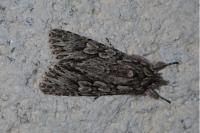 Xylocampa areola
