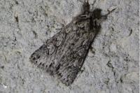 Xylocampa areola