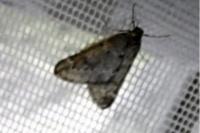 Alsophila aescularia