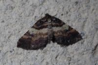 Earophila badiata