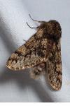 Apocheima hispidaria