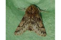 Apocheima hispidaria