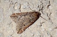 Alsophila aescularia