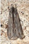 Cucullia santolinae