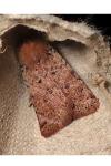 Spudaea ruticilla