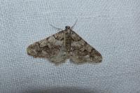 Agriopis leucophaearia