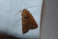 Conistra rubiginea