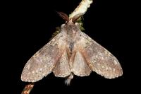 Stauropus fagi