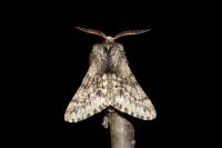 Apocheima hispidaria