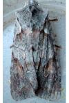 Lithophane furcifera