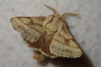 Malacosoma castrense