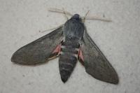 Hyles vespertilio
