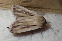 Leucania comma