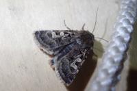 Chersotis ocellina ocellina
