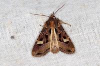 Trigonophora flammea