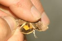 Noctua janthe