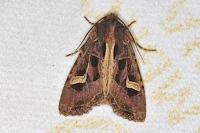 Trigonophora flammea