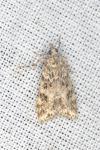 Eudonia lineola