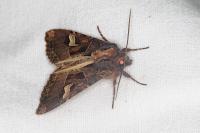 Trigonophora flammea