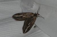 Chesias legatella