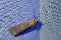 Spodoptera exigua