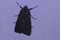 Aporophyla nigra