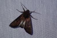Aporophyla nigra