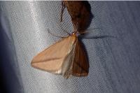 Rhodometra sacraria