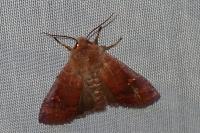 Eupsilia transversa