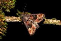 Euplexia lucipara
