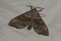 Laothoe populi